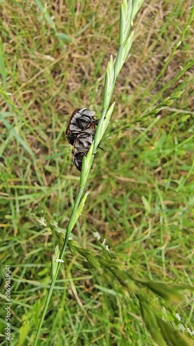 Two cockroaches making love on a blade of grass in the wind on a sunny day
