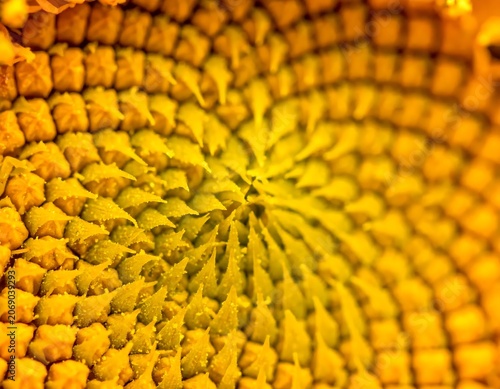Vibrant Sunflower Seed Spiral Pattern in Extreme Macro Closeup