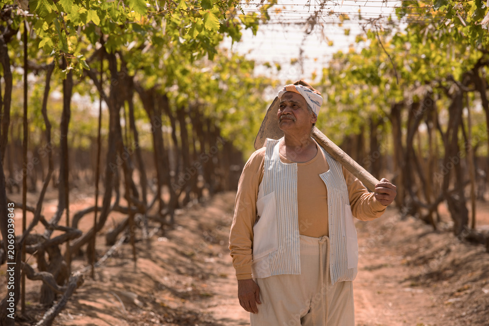 Fototapeta premium Dignified senior Middle Eastern male farmer in traditional striped vest and headwrap holding wooden hoe over shoulder while gazing upward