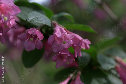 Weigela. Bush Weigela blooming. Pink flowers. Seasonal natural background