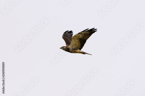 Buteo swainsoni, Swainson´s Hawk, La Pampa Provnce, Patagonia, Argentina
