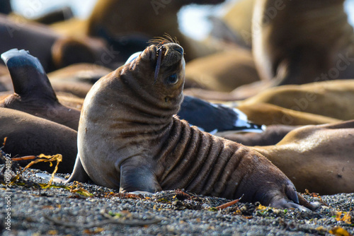 South American Sea Lion baby, Peninsula Valdes, Chubut Province Patagonia Argentina.