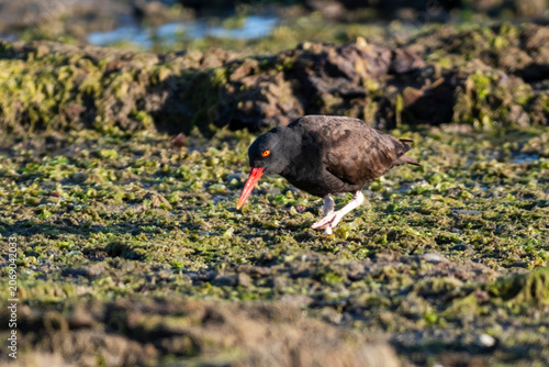 Blackish Oystercatcher, Peninsula Valdes, Chubut Province,Patagonia , Argentina