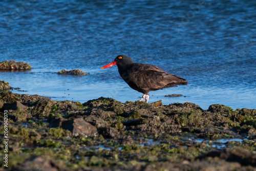 Blackish Oystercatcher, Peninsula Valdes, Chubut Province,Patagonia , Argentina