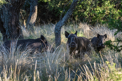 Wild boar in Pampas grass environment, La Pampa province, Patagonia, Argentina.