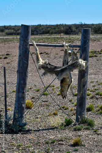 Dead foxes hanging from the fence, Santa Cruz Province, Patagonia, Argentina.