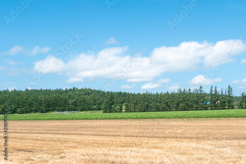 landscape with field and blue sky in summer season