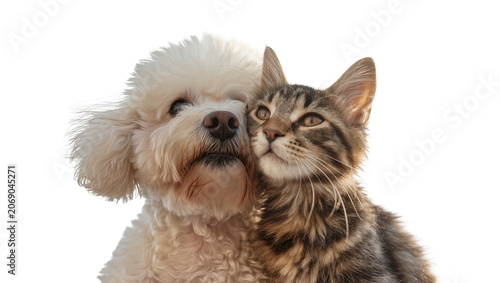 Foto Fluffy white poodle dog nuzzles tabby cat, isolated on transparent background