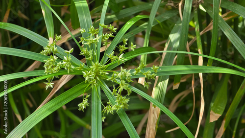 Принти на полотні Close-up of a blooming Cyperus alternifolius umbrella papyrus plant, showcasing an umbrella-like whorl of radiating green bracts and delicate flower clusters in a dense garden