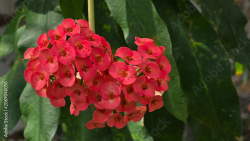Billede på lærred Close-up of a large, dense cluster of bright red Euphorbia milii crown of thorns bract flowers blooming prominently against a background of lush green lanceolate leaves in a garden