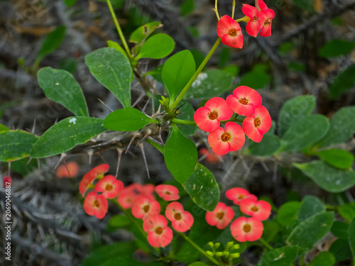 Close-up of blooming Euphorbia milii crown of thorns plant, showcasing clusters of bright red bract flowers growing on sharp, spiny stems with vibrant green oval leaves in a garden.