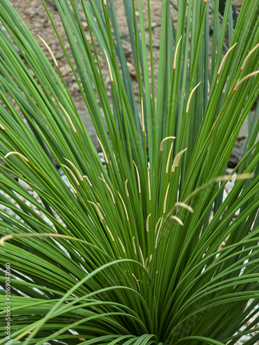 A symmetrical burst of long, slender green leaves radiates from the center of a Dasylirion longissimum plant. Some flower stalks are visible. Xeriscape plant detail.