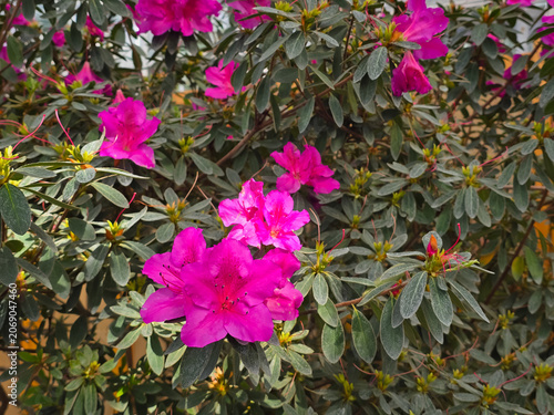 A wide shot of a dense Rhododendron simsii shrub covered in vibrant magenta azalea blossoms and numerous green buds nestled among small, matte green leaves in a garden environment.
