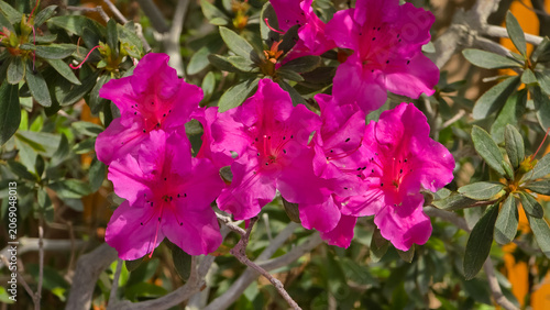 Bright magenta Rhododendron simsii blossoms blooming on branches, featuring delicate petals with speckles and long stamens against dark green foliage in a sunny outdoor setting.