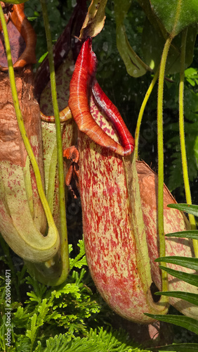 Close-up of vibrant tropical Nepenthes pitcher plants with red mottled patterns and ribbed rims in a lush green jungle environment.