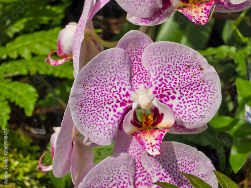 Close-up of a vibrant pink speckled phalaenopsis orchid flower blooming amidst lush green garden foliage.