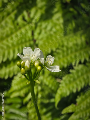 Macro shot of blooming white Venus flytrap flowers and green buds on a stem, with a blurred vibrant green fern background in soft natural sunlight.