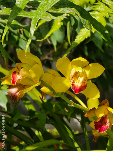 A spray of elegant yellow Cymbidium devonianum orchid blossoms with intricate red and white markings on the labellum, surrounded by green foliage. Exotic floral beauty.