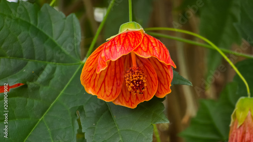 Abutilon pictum, syn. Abutilon striatum, a species of flowering plant in the family Malvaceae. Also known as redvein abutilon, red vein Indian mallow, redvein flowering maple, Chinese-lantern