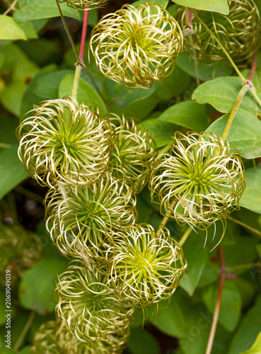Closeup view of many Clematis seed heads.