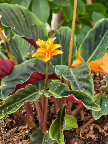 An orange Goeppertia crocata 'Tassmania' flower with layered petals rises above dark green leaves with reddish undersides. Indoor plant detail.