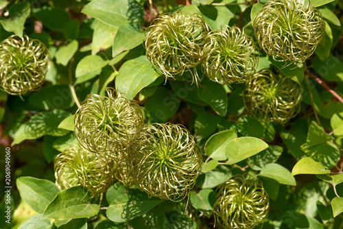 Closeup view of many Clematis seed heads.