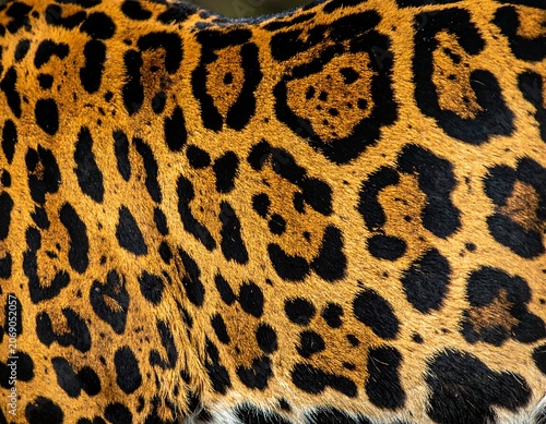 Detailed Jaguar Fur Pattern Covering Wild Cat Body in Natural Light
