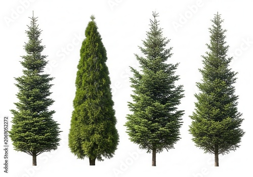 Set of four different green evergreen pine trees isolated on a white background for landscape design and forest projects