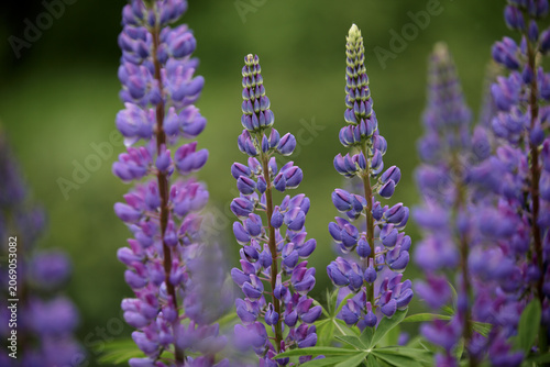 Lupin. Wild flowering lupinus polyphyllus. Violet lupines flowering in full bloom. Colorful purple wildflowers in with bokeh blurred background