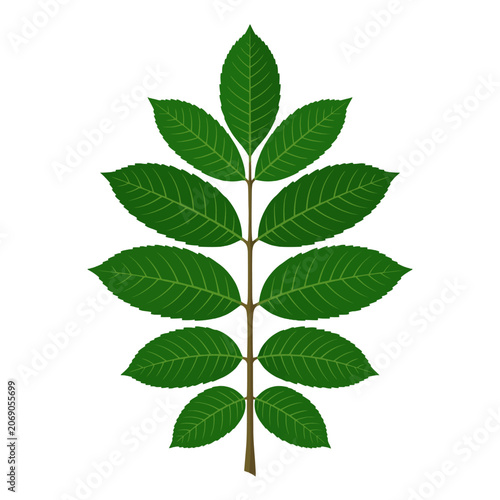 Tableau sur toile This lush pinnate leaf branch displays vibrant green leaflets