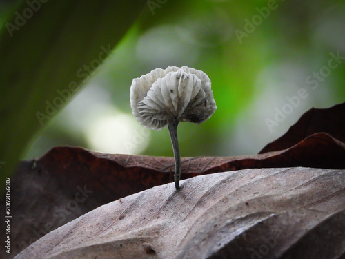 Photos In the humid understory of Bontang, Kalimantan Timur, saprotrophic fungi play a critical role in the decomposition of organic matter