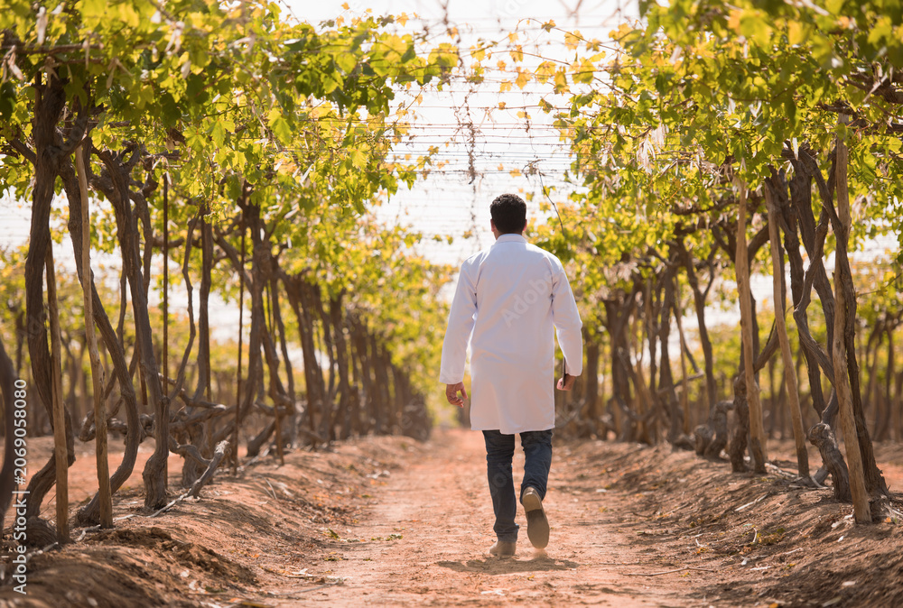 Fototapeta premium Male doctor or healthcare professional in white medical lab coat walking alone through rows of grapevines in sunny vineyard with golden autumn leaves