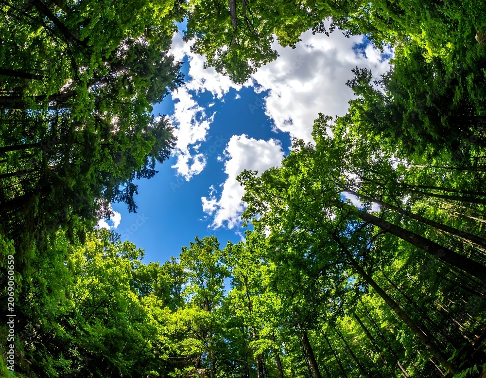 Fototapeta premium Lush Green Forest Canopy Framing Blue Sky and White Clouds From Below
