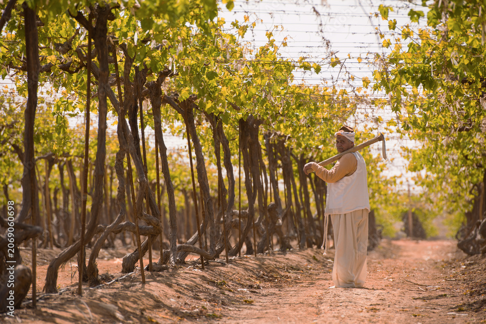 Fototapeta premium Dignified senior Middle Eastern vineyard worker in traditional white clothing and headwrap holding long handled hoe tool standing upright beneath lush