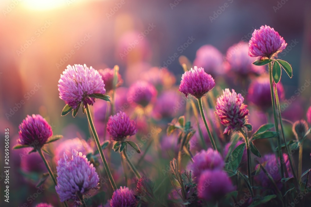 Fototapeta premium Pink clover flowers purple nature asteraceae.