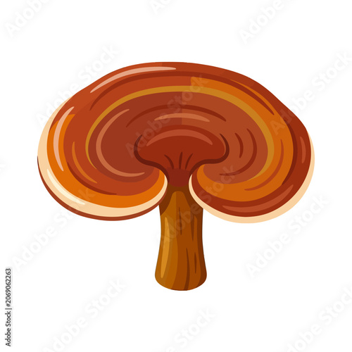 A detailed reishi mushroom illustration on a white background