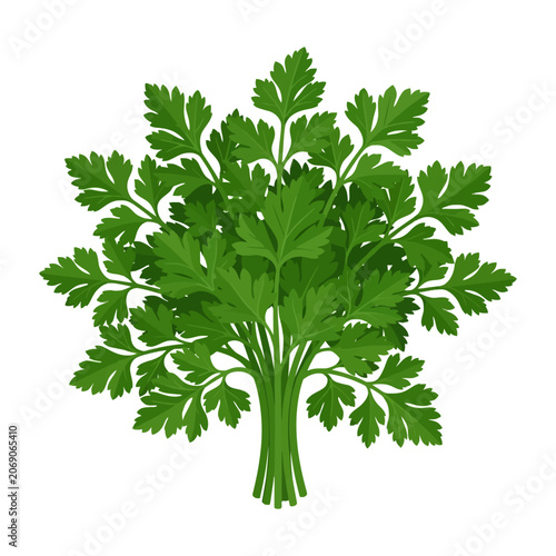 фотографія A vibrant parsley bundle sits as a fresh herb illustration