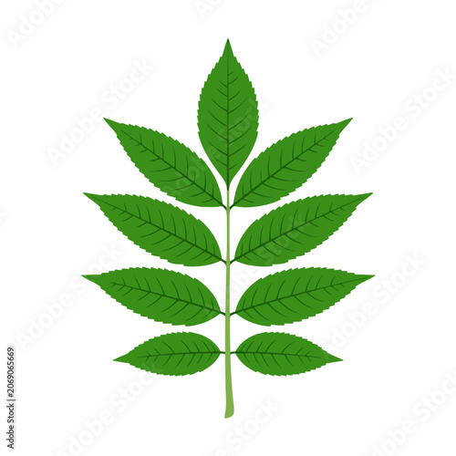 Tableau sur toile A green pinnate leaf illustration on a white background