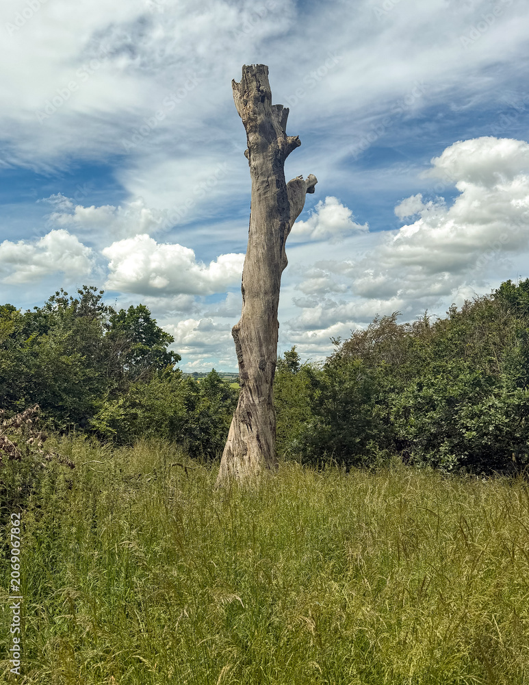 Fototapeta premium tree on the hill