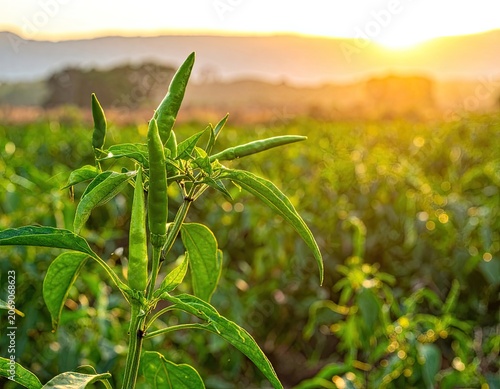 A single green chili plant grows in a field at sunset