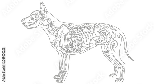 Bild auf Leinwand Anatomical Diagram of Dog Skeleton and Internal Organs Line Art