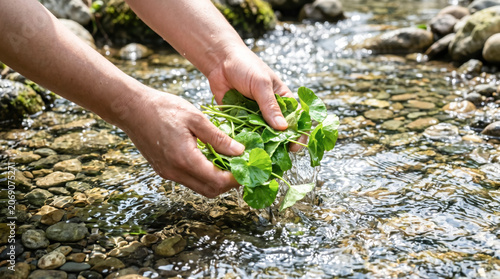 Hands Holding Aquatic Plants Shallow Stream