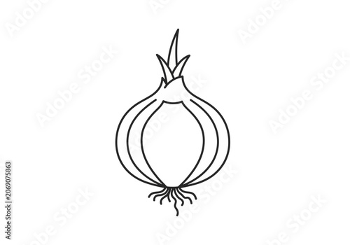 Drawing of a single onion bulb 1.