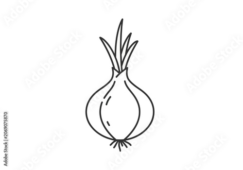 Drawing of a single onion bulb 2.