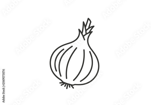 Drawing of a single onion bulb.