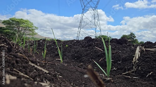 Dramatic low-angle view of young sugarcane sprouts growing in rich dark soil with an electricity pylon under a cloudy sky, ideal for themes on agriculture, sustainable energy, and rural infrastructure