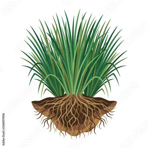 Konstfotografi This illustration shows a grass tuft with an exposed root ball
