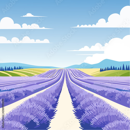 Lavendelfeld in voller Blüte