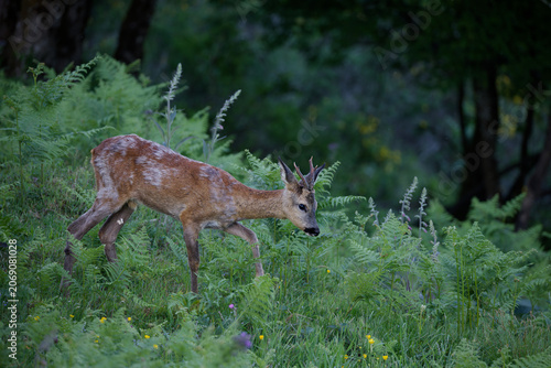 Konstfotografi chevreuil mâle dit brocard