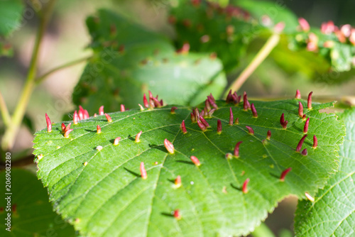 Photos Close-up of green leaves infested with small red galls caused by insect activity